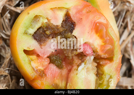 Tomatoe / pomodoro Helios specie fruitworm distruggendo l'interno di un perfettamente bene il pomodoro / tomatoe Foto Stock