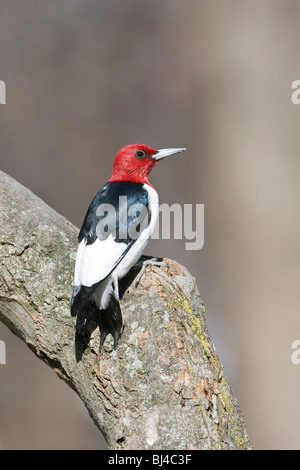 Red-headed Woodpecker - Verticale Foto Stock