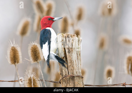 Red-headed Woodpecker sul palo da recinzione Foto Stock