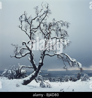 Argento betulla Betula pendula, coperte di neve profonda coperta Foto Stock