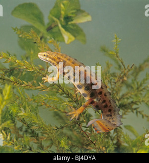 Comune maschio o liscia newt Triturus vulgaris in abito di allevamento Foto Stock