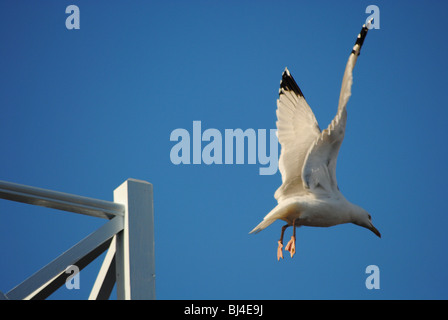 Seagull in volo in una giornata di sole sul Marine Parade, Lyme Regis, Dorset, Inghilterra Foto Stock