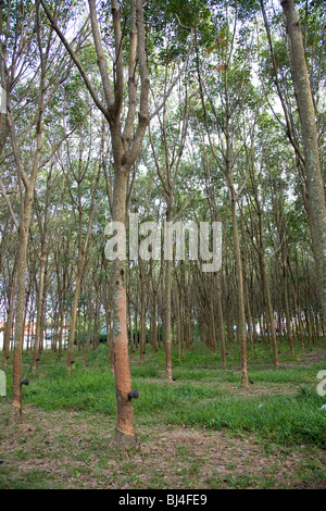 Pará Gomma di piantagione di alberi in Phuket Thailandia Foto Stock