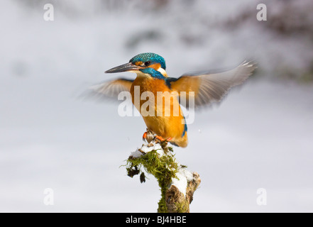 Kingfisher (Alcedo atthis) in inverno, seduta su una coperta di neve Branch, Germania, Europa Foto Stock