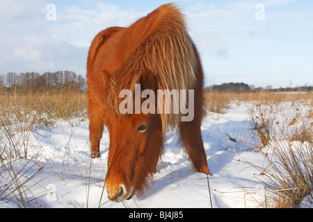 Islandese di cavallo, pony islandese (Equus przewalskii f. caballus) rovistando in inverno nella neve Foto Stock