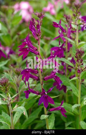 Fioritura Lobelia x speciosa 'Hadspen viola' Foto Stock