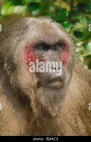 Moncone maschio-coda Macaque (Macaca arctoides) nella pala-U Parco Nazionale, occidentale della Thailandia. Foto Stock