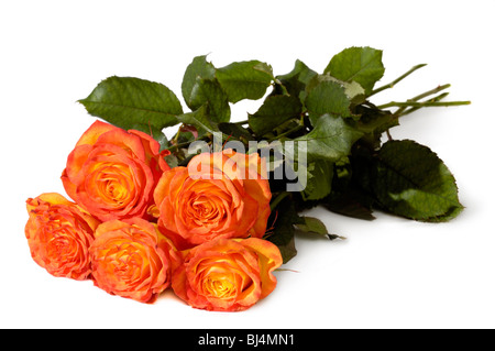 Mazzo di rose arancio isolato su sfondo bianco Foto Stock