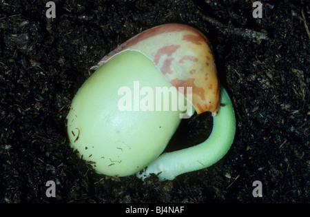 Fava (Vicia faba) cominciando a germogliare Foto Stock