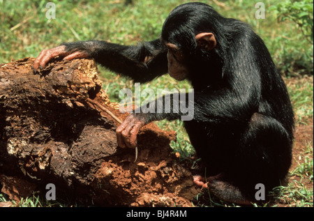 Uno scimpanzé (Pan troglodytes) giovani femmine, di scavo con bastone, Nairobi, Kenya, Africa Foto Stock