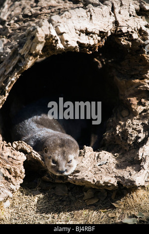 Collo maculato Lontra Lutra maculicollis, zoo di impostazione. Foto Stock