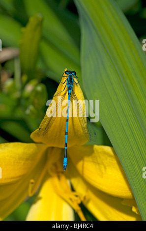 Azure damselfly Coenagrion puella perching on daylily Foto Stock