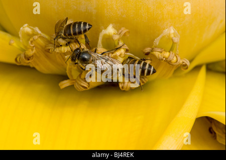 L'alimentazione delle api su cinese banana giallo dorato o fiori di loto Foto Stock