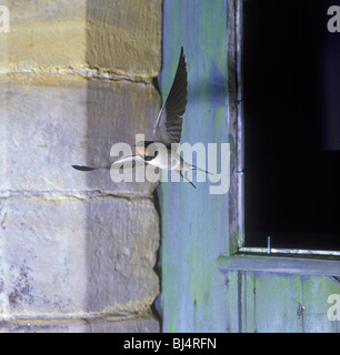 Barn Swallow (Hirundo rustica) adulto, in volo dalla finestra del granaio, England, Regno Unito, Europa Foto Stock