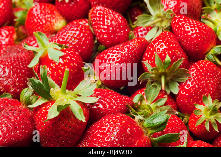 Ripe rosso fragole con steli e foglie Foto Stock