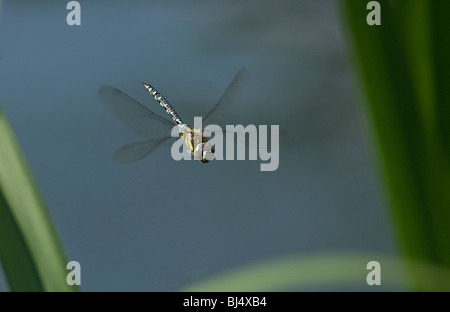 Aeshna comune, Aeshna juncea, in bilico Foto Stock