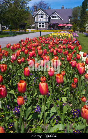 Un letto di fioritura tulipani e i curatori Cottage, Christchurch Giardini Botanici, Nuova Zelanda Foto Stock