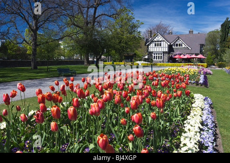 Un letto di fioritura tulipani e i curatori Cottage, Christchurch Giardini Botanici, Nuova Zelanda Foto Stock