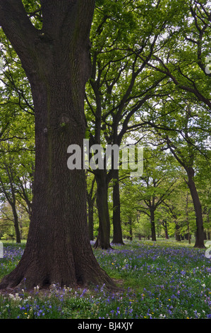 Bluebells Flowering sotto un baldacchino di alberi in un parco impostazione, Christchurch, Nuova Zelanda Foto Stock