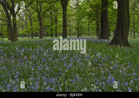 Bluebells Flowering sotto un baldacchino di alberi in un parco impostazione, Christchurch, Nuova Zelanda Foto Stock