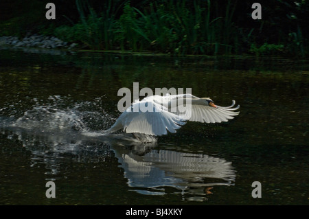 Cigno, Cygnus olor, carica verso il basso lago Foto Stock