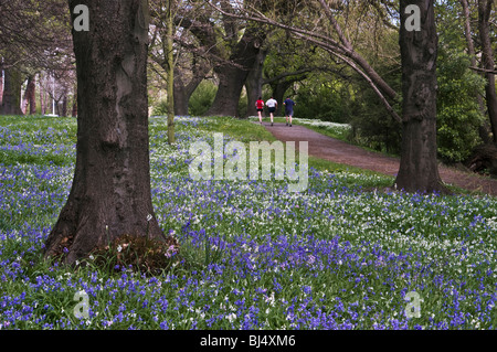 Bluebells Flowering sotto un baldacchino di alberi in un parco impostazione, Christchurch, Nuova Zelanda Foto Stock