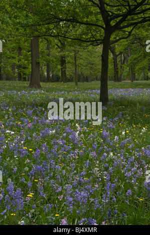 Bluebells Flowering sotto un baldacchino di alberi in un parco impostazione, Christchurch, Nuova Zelanda Foto Stock