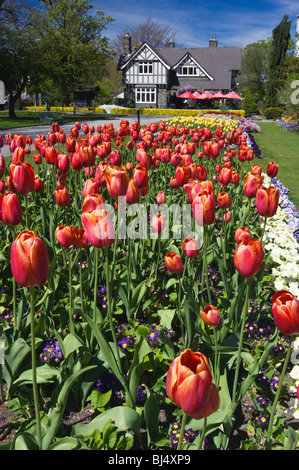 Un letto di fioritura tulipani e i curatori Cottage, Christchurch Giardini Botanici, Nuova Zelanda Foto Stock