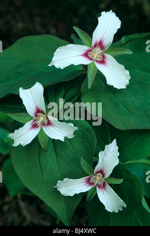 Dipinto Trillium Trillium undulatum est e sud-est USA Foto Stock