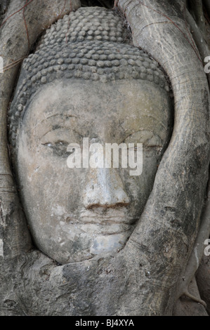 La testa di un buddha di pietra arenaria intrecciano nelle radici di un Bodhi (Bo) tree, Wat Maya che, Ayutthaya, Thailandia. Foto Stock
