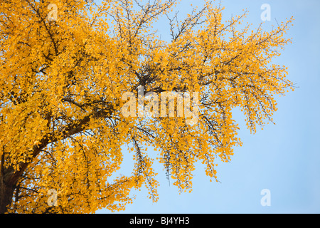 Foglie di giallo su estratti di Gingko biloba tree con sky in background. Foto Stock