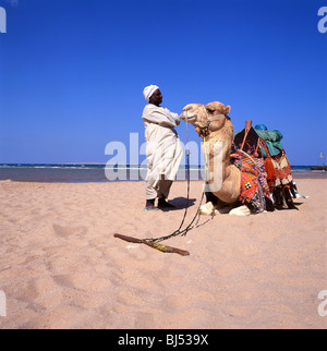 Driver di cammello con cammello sulla spiaggia, Hurghada, Mar Rosso Governatorato, Repubblica di Egitto Foto Stock