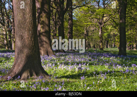 Bluebells Flowering sotto un baldacchino di alberi in un parco impostazione, Christchurch, Nuova Zelanda Foto Stock