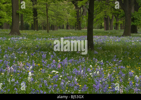 Bluebells Flowering sotto un baldacchino di alberi in un parco impostazione, Christchurch, Nuova Zelanda Foto Stock