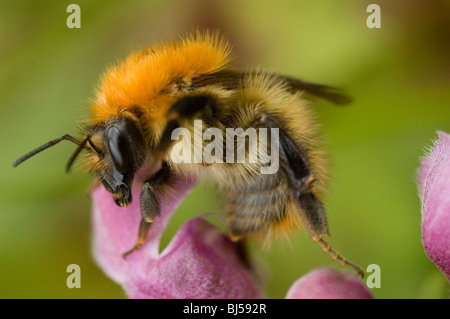 Marrone-nastrare carda bee (Bombus humilis) Foto Stock