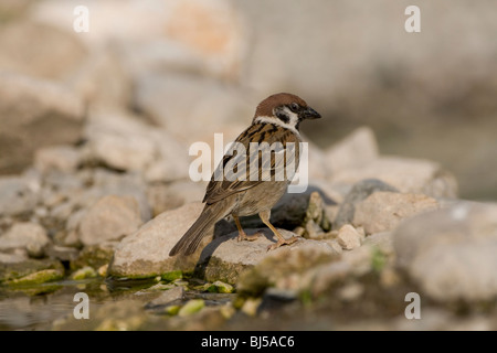 Eurasian Tree Sparrow (Passer momtanus) appollaiate su roccia da acqua Foto Stock