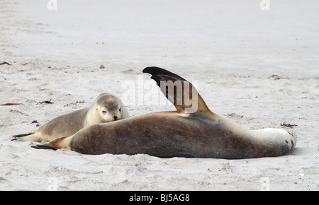 Australian sea lion pup lattante da madre Foto Stock