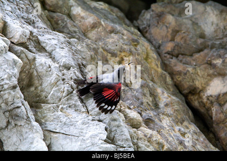 Picchio muraiolo (Tichodromadidae) con grub nel becco su roccia Foto Stock