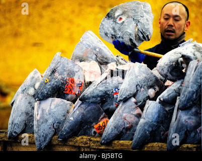 Un lavoratore di mercato pile le teste tagliate di tonno congelato in una cassa di legno al mercato del pesce Tsukiji a Tokyo Foto Stock