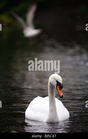 Un cigno nuota in un lago in St Stephen's Green, Dublino, Irlanda. Foto Stock