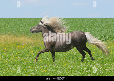 Argento colline punteggiano pony Shetland al galoppo in un prato Foto Stock