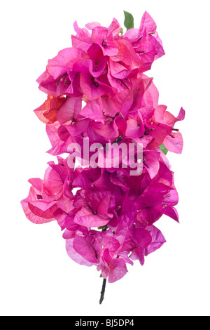 Il Bougainvillea con boccioli rosa isolato su sfondo bianco Foto Stock