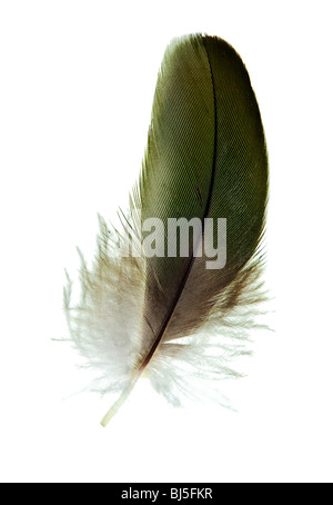 Feather isolato su un puro sfondo bianco Foto Stock