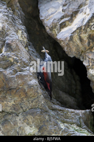 Picchio muraiolo (Tichodromadidae) con grub nel becco su roccia Foto Stock