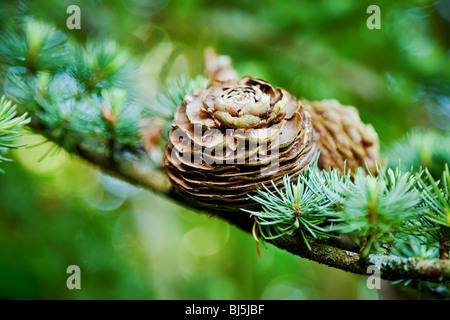 Cono di pino e albero sempreverde sfondo Foto Stock