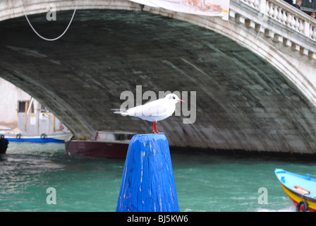 Un Gabbiano si trova sulla cima di un blu paletto di legno di fronte al Ponte di Rialto, Venezia, Italia Foto Stock