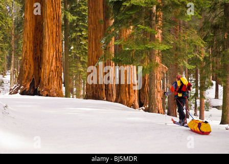 Backcountry rider presso il gruppo Parker di sequoie giganti, Foresta Gigante, Sequoia National Park, California Foto Stock