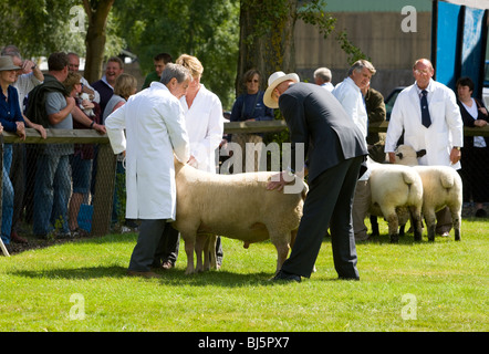 A giudicare le pecore di razza inter campionato all'ultimo Royal Show 2009. Foto Stock