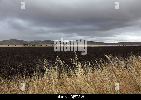 Campo di orzo con avvicinamento storm Sud Flinders Ranges Australia del Sud Foto Stock