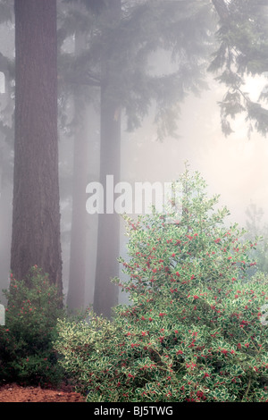 Holly bush con abete Douglas alberi nella nebbia. Hoyt Arboretum. Portland, O Foto Stock